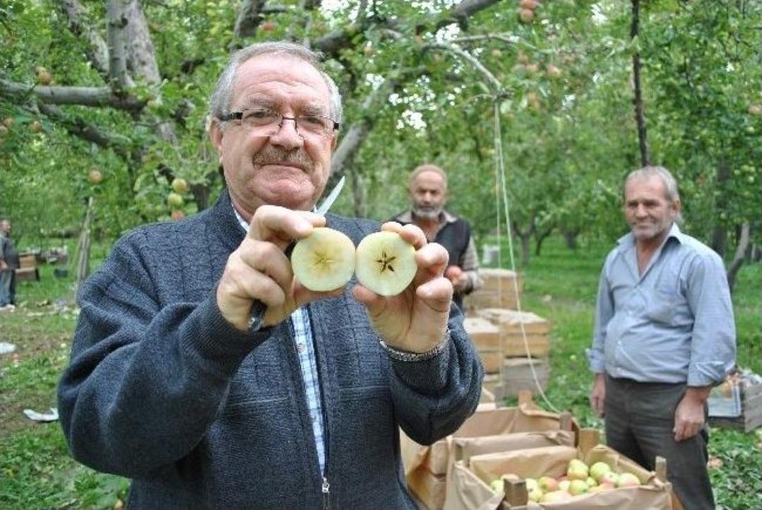 Kesince yıldızlaşan elma