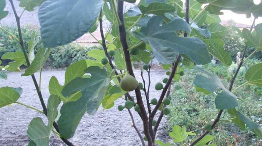 Deneme Ama&ccedil;lı Diktiği Nar Ve Incir Ağacından Bol Verim Aldı