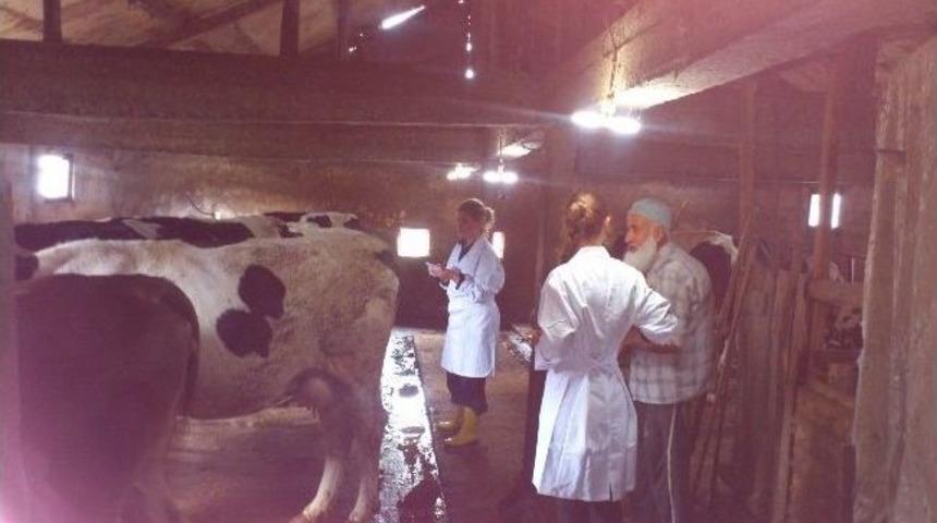 D&uuml;zce&rsquo;de Sonbahar Şap Aşılama Kampanyası Başladı