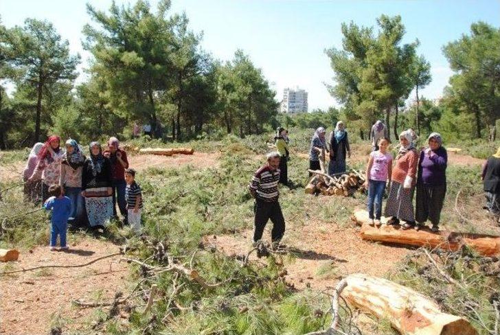 İzmirli Kadınlar Ağaç Katliamını Durdurdu G1