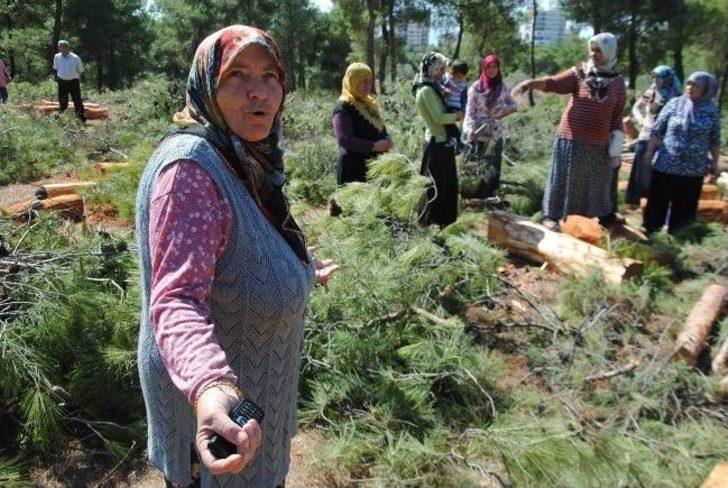 İzmirli Kadınlar Ağaç Katliamını Durdurdu G3