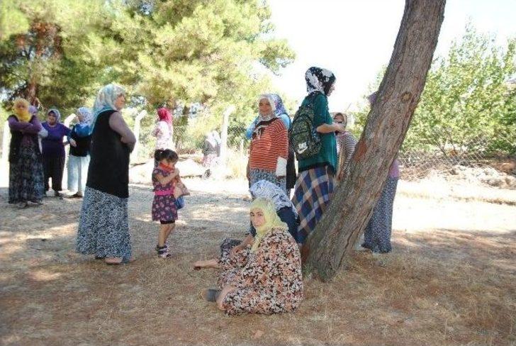 İzmirli Kadınlar Ağaç Katliamını Durdurdu G4