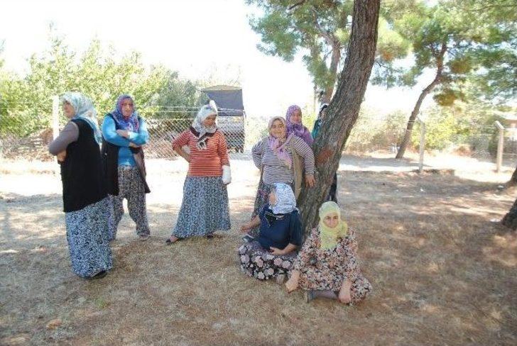 İzmirli Kadınlar Ağaç Katliamını Durdurdu G5