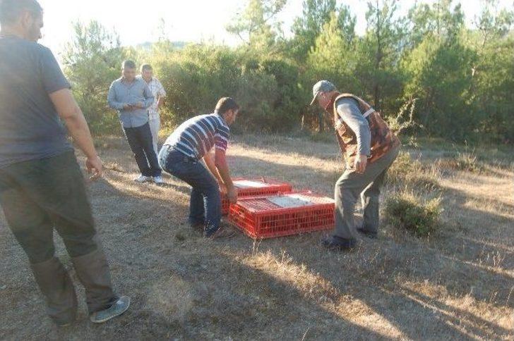 Lapseki'de Doğaya Sülün Salınımı Yapıldı G1