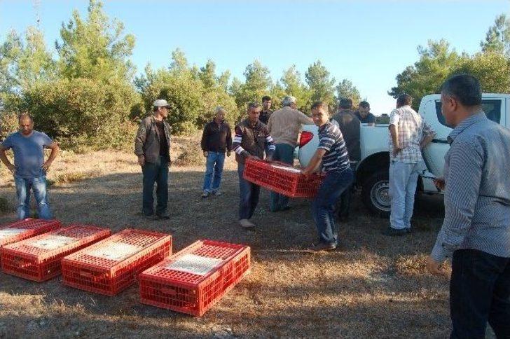 Lapseki'de Doğaya Sülün Salınımı Yapıldı G2