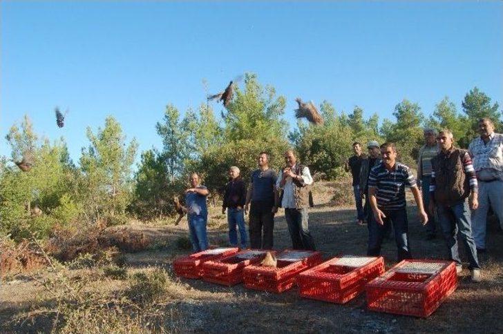 Lapseki'de Doğaya Sülün Salınımı Yapıldı G4