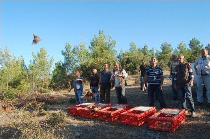 Lapseki'de Doğaya Sülün Salınımı Yapıldı G5