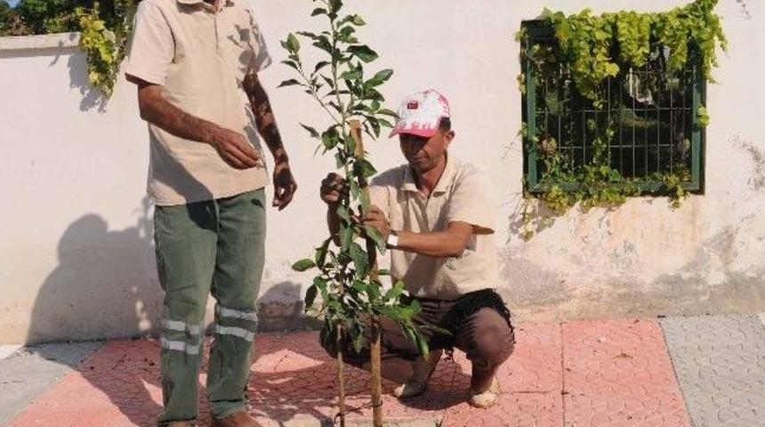 Yenişehir'de &Ccedil;imlendirme Ve Ağa&ccedil;landırma &Ccedil;alışmaları S&uuml;r&uuml;yor