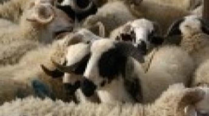 Ad&uuml;&rsquo;de Kurbanlık Satışları Başladı