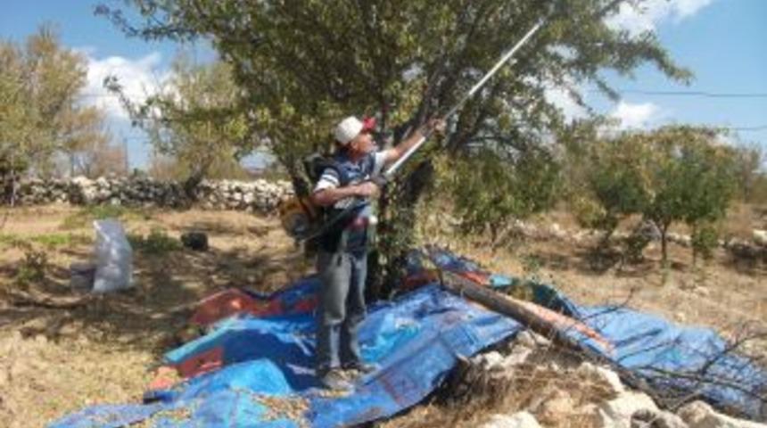 G&uuml;lnar&rsquo;da Badem Fiyatları &Uuml;reticinin Y&uuml;z&uuml;n&uuml; G&uuml;ld&uuml;rd&uuml;