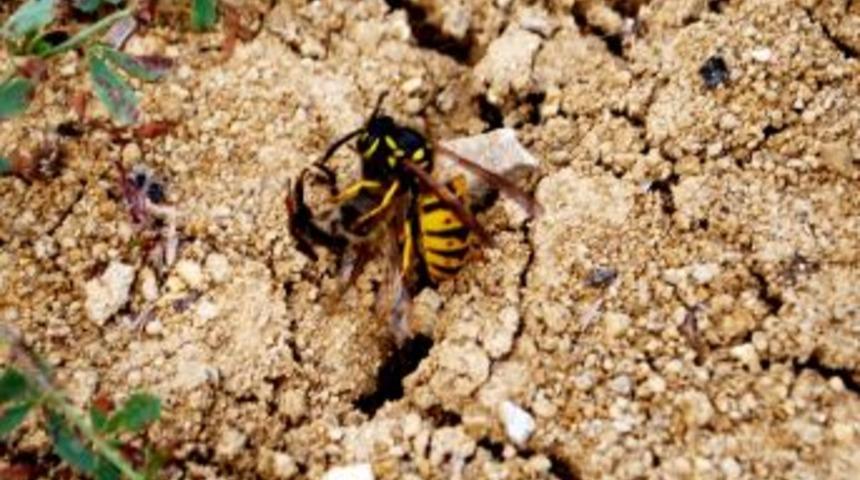 Ordu, Yaban Arılarının Istilasına Uğradı