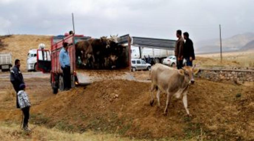 Y&uuml;ksekova'da 80 &Ccedil;ift&ccedil;iye 325 B&uuml;y&uuml;kbaş Hayvan Dağıtıldı