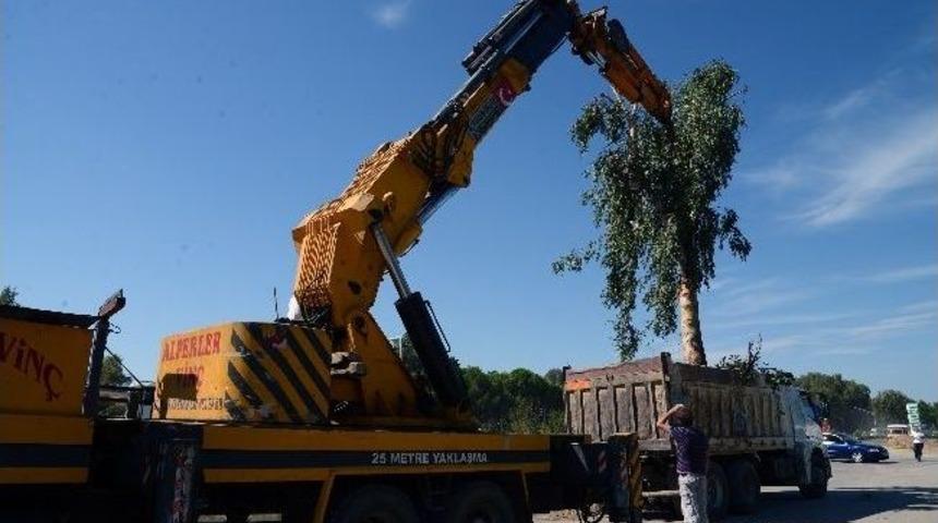 Ağa&ccedil;lar Yerlerine Nakledildi