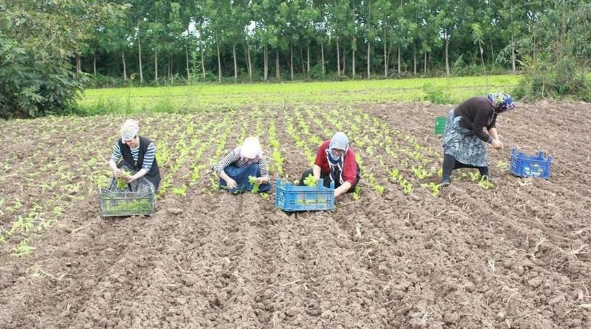 &Ccedil;arşamba'da Kışlık Sebze &Uuml;retimi
