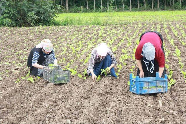 Çarşamba da Kışlık Sebze Üretimi 1