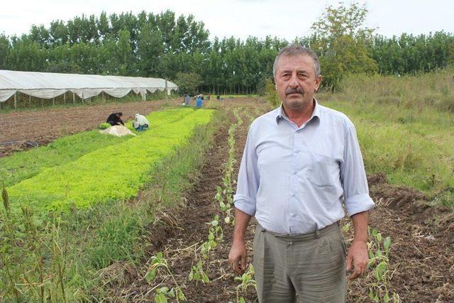 Çarşamba da Kışlık Sebze Üretimi 2