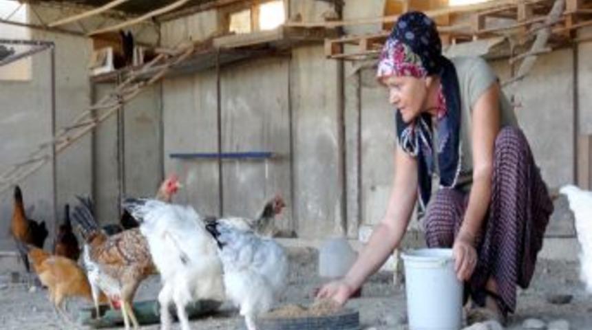 &Ccedil;ek Cumhuriyeti'nden Geldi, Silifke&rsquo;de Organik Yumurta &Uuml;retiyor