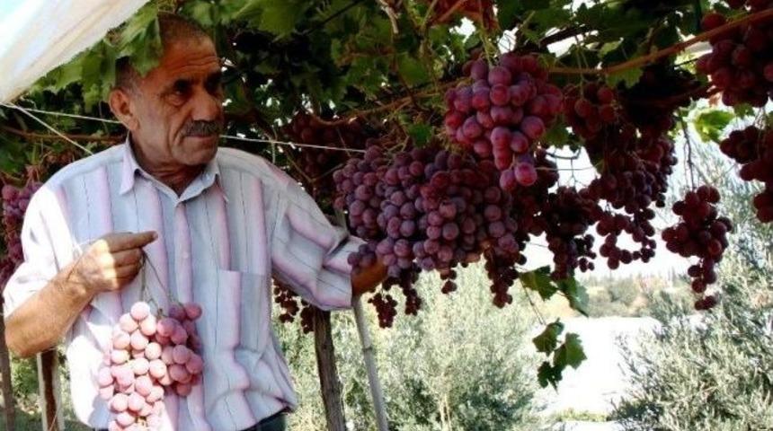 Sarıg&ouml;l&rsquo;de Red Globe &Uuml;z&uuml;m&uuml; &Uuml;reticinin G&ouml;zdesi