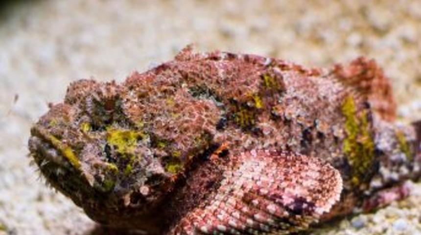 Bu Balık Kobradan Bile Zehirli