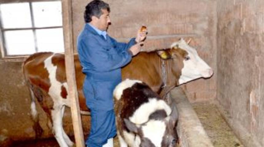 Amasya&rsquo;da Şap Hastalığı Aşılama Kampanyası Başladı