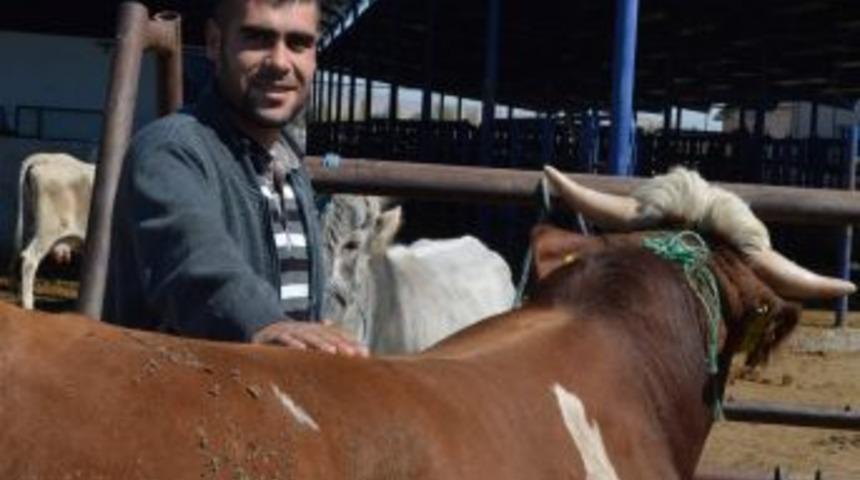 Fiyatlar Ge&ccedil;en Yılla Aynı Olunca Kurban Pazarlarına Ilgi Arttı