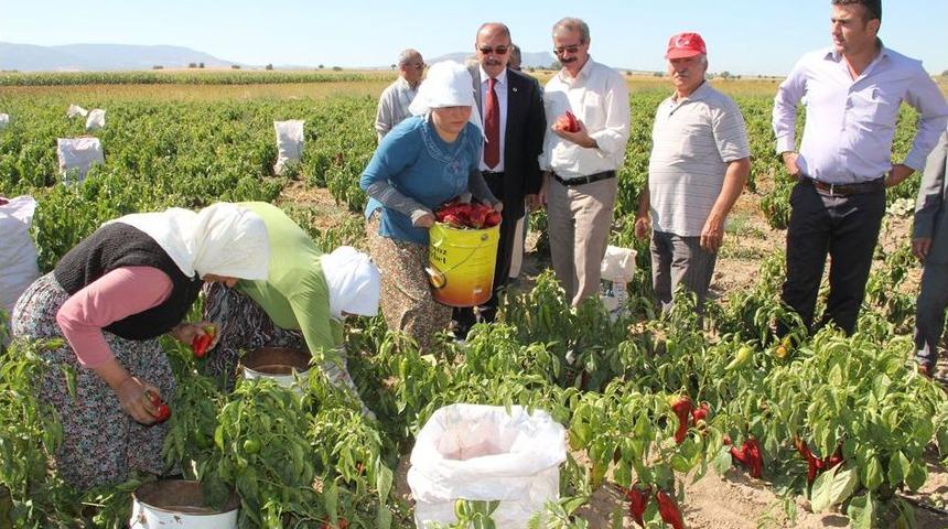 Kızılcab&ouml;l&uuml;k'te Kızıl Biber Hasadı Başladı