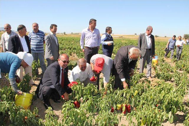 Kızılcabölük'te Kızıl Biber Hasadı Başladı