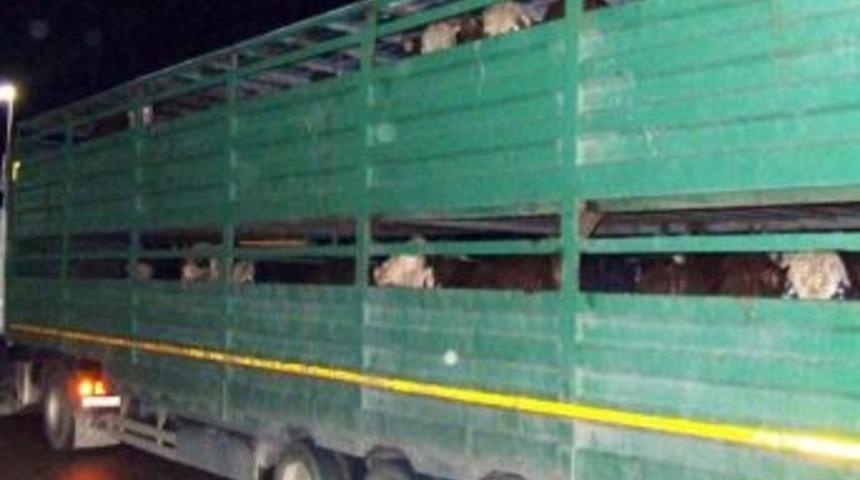 Feribot İskelesinde 40 Pasaportsuz Angus Ele Ge&ccedil;irildi