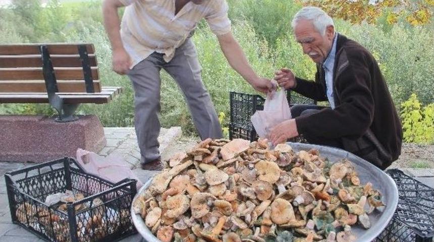 Karab&uuml;k&rsquo;te Doğal Mantarlar Pazar İndi