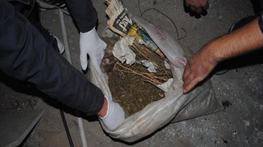 Uyuşturucuları 'levies' Buldu