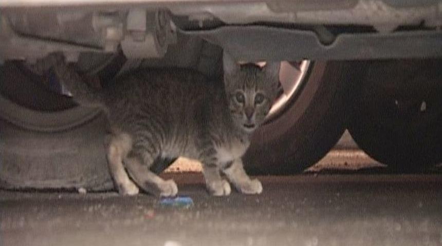 Yaramaz Kedi Mahalle Halkını 1 Saat Uğraştırdı