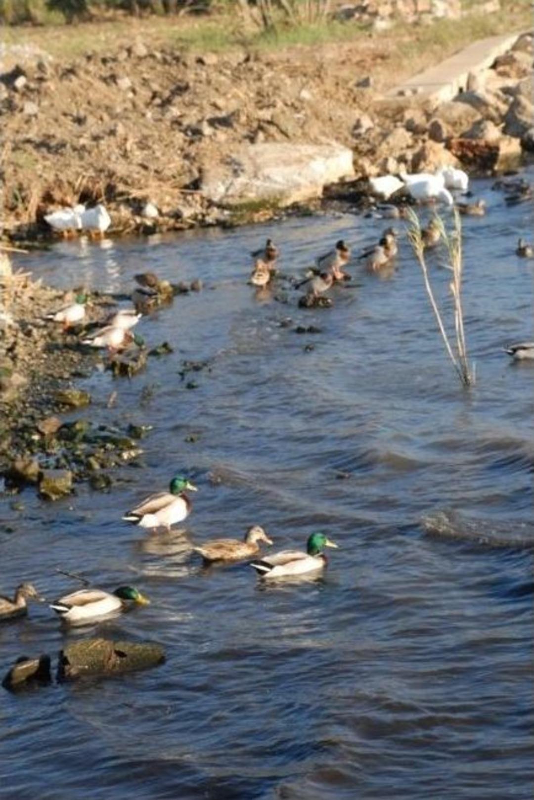 Kuş Cennetinin Sembol&uuml; Oldular