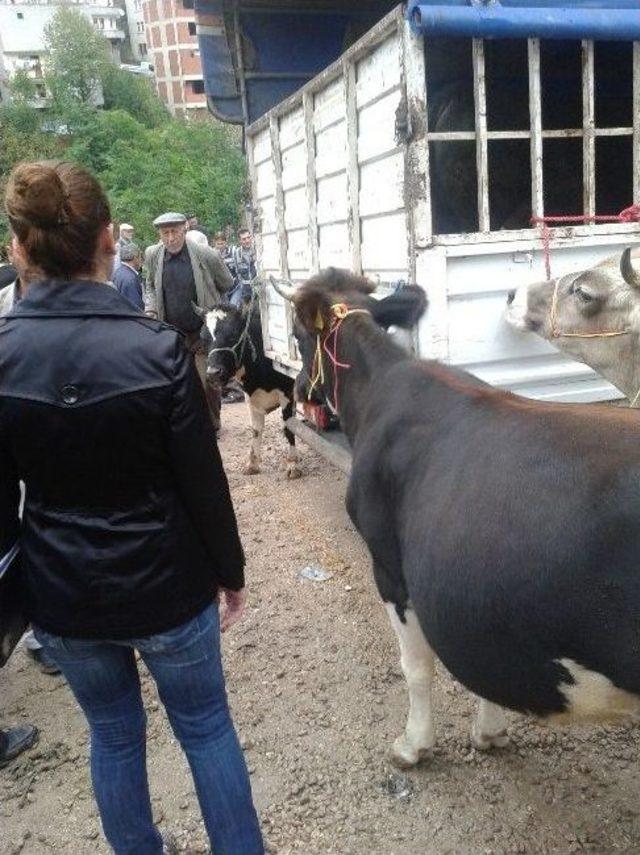 Kumru’da Kurbanlıklara Sıkı Denetim