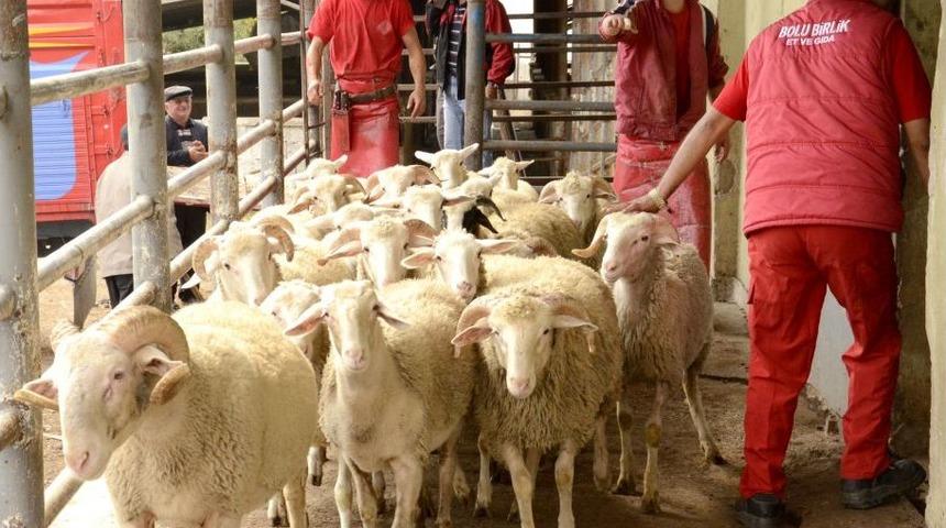 Kurbanını Kendi Kesmek Isteyenlere Kurs Verildi