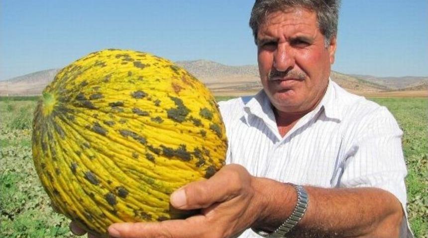 İkinci Kavun Hasadı İle &Uuml;reticinin Y&uuml;z&uuml; G&uuml;ld&uuml;