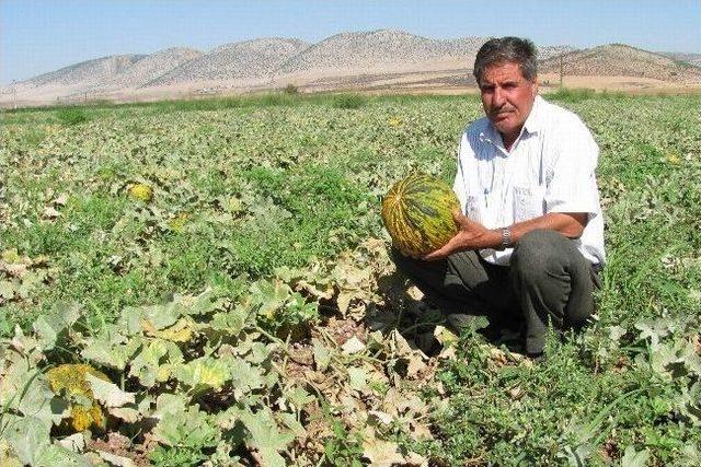 İkinci Kavun Hasadı İle Üreticinin Yüzü Güldü