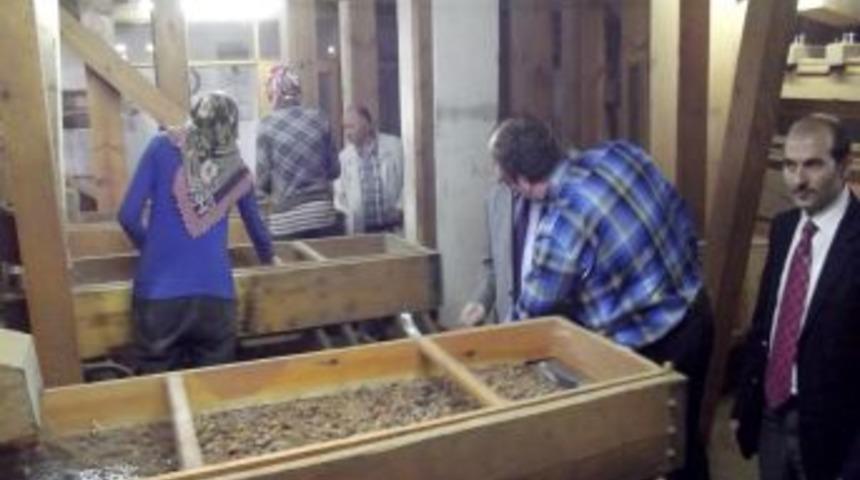 Terme Kaymakam Meral: Fındık Fabrikaları Kadın Istihdamını Artırdı