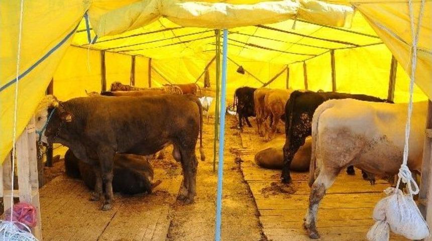 Başiskele Belediyesi Kurban Satış Yeri Hizmete A&ccedil;ıldı