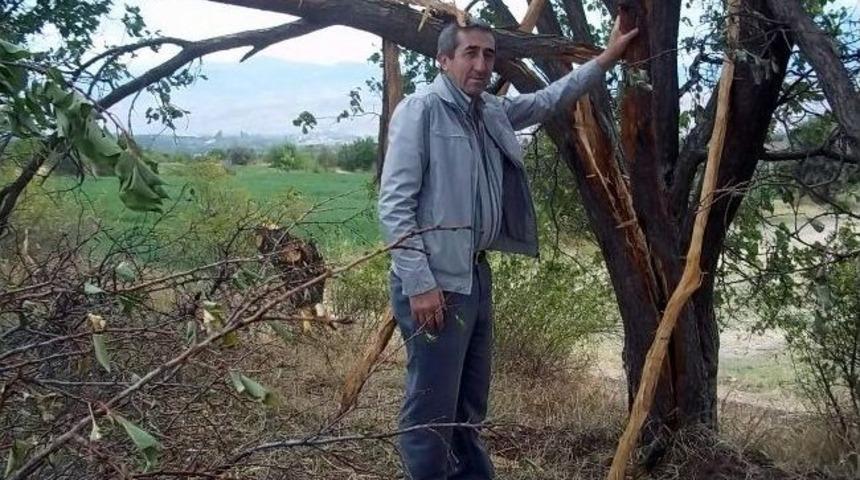 D&uuml;şen Yıldırım Kayısı Ağacını İkiye Ayırdı