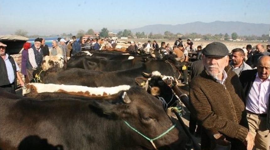 D&uuml;zce&rsquo;de Kurbanlıklar Pazara İndi
