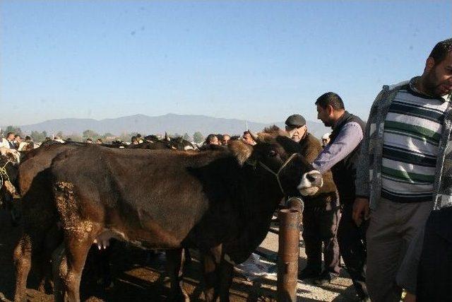 Düzce’de Kurbanlıklar Pazara İndi