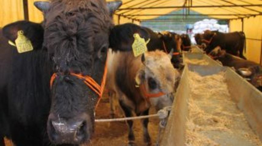 Kurbanlıklar Ikinci El Oto Fiyatına El Değiştiriyor