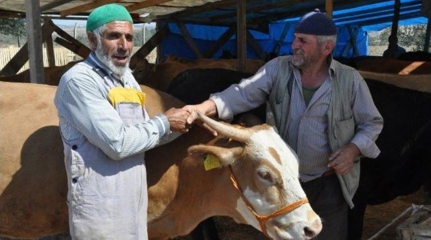 Hayvan Pazarı Hareketlendi