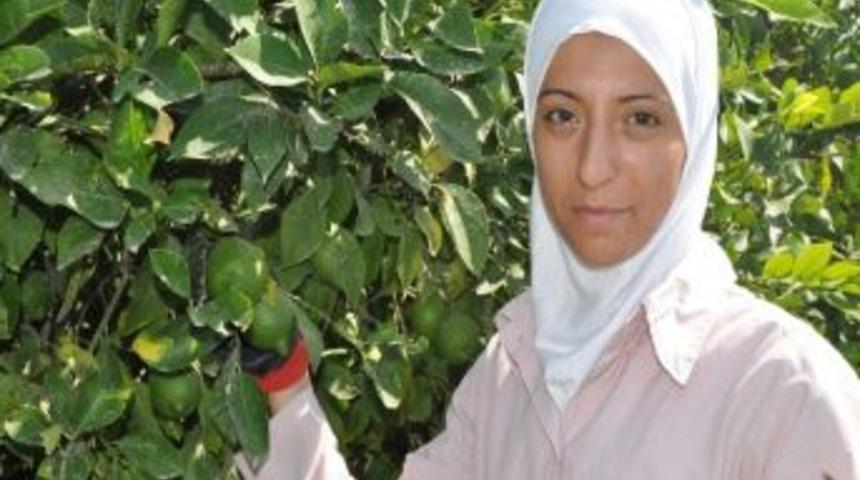 Savaş Mağduru Suriyeli Tarım İş&ccedil;ileri