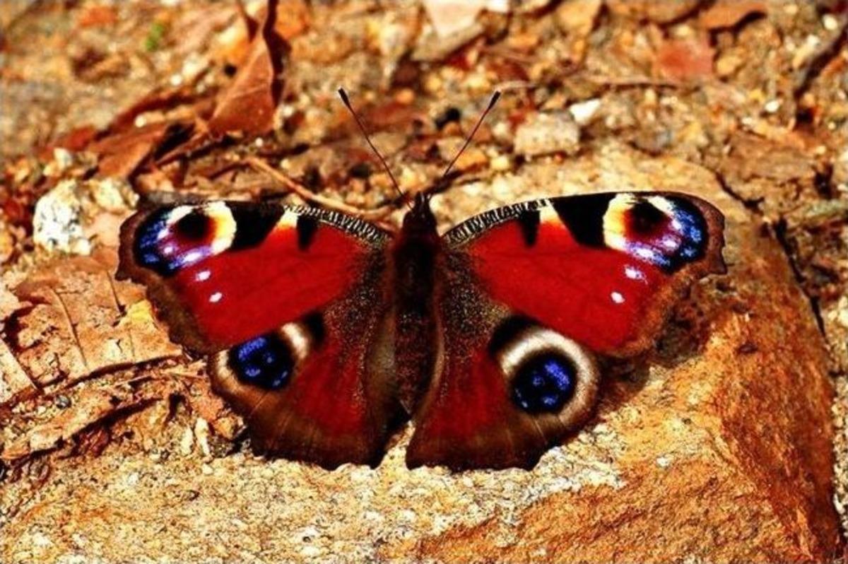 Uludağ'ın Makro G&uuml;zellikleri