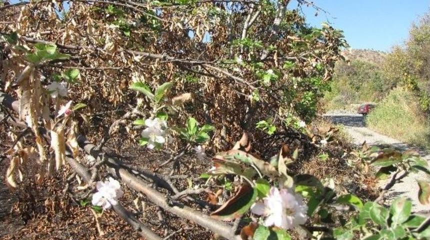 Yanan Elma Ağacı &Ccedil;i&ccedil;ek &Ccedil;aktı