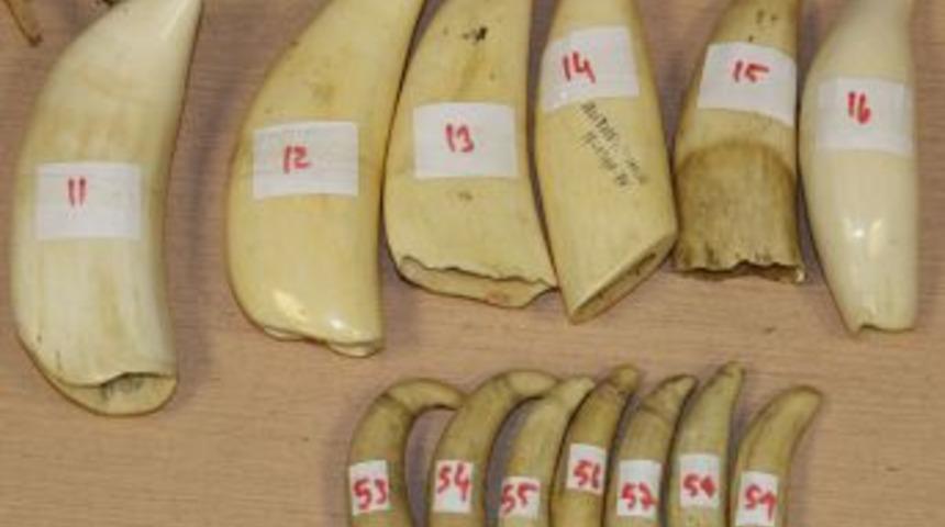 Kapıkule Sınır Kapısı'nda Fil Dişi Operasyonu