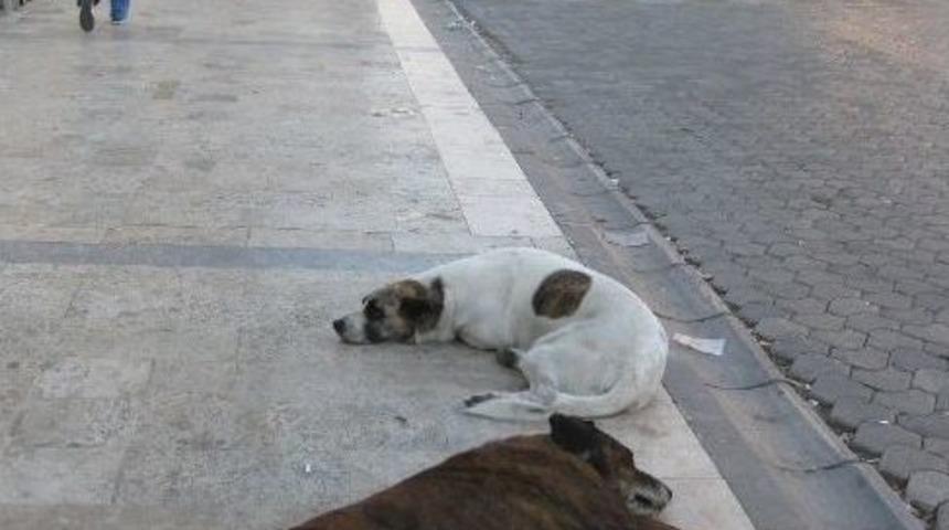 Şişman Ve Yaşlı K&ouml;pekler Caddenin Maskotu Oldu