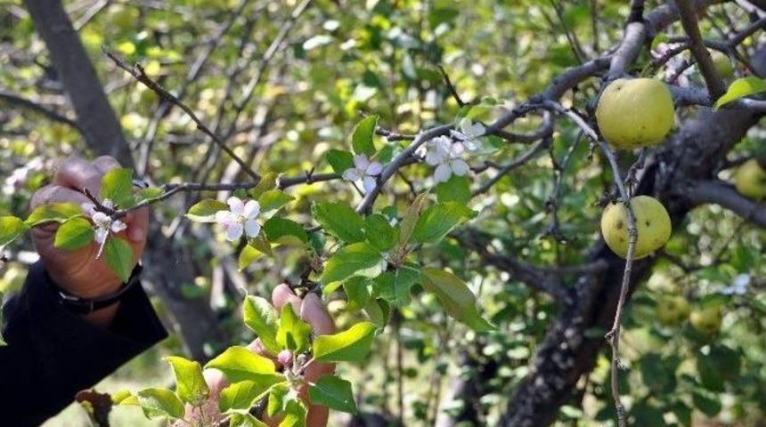 R&uuml;yasında Bah&ccedil;eye Su Vermesi Gerektiğini G&ouml;rd&uuml;, Elma Ağacı İkinci Kez &Ccedil;i&ccedil;ek A&ccedil;tı