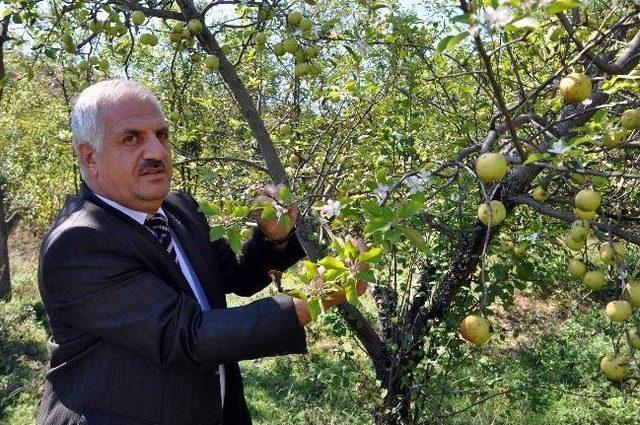 R&uuml;yasında Bah&ccedil;eye Su Vermesi Gerektiğini G&ouml;rd&uuml;, Elma Ağacı İkinci Kez &Ccedil;i&ccedil;ek A&ccedil;tı 1